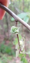 Dryocosmus floridensis