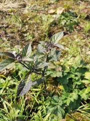 Solanum americanum