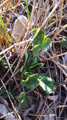 Ranunculus rhomboideus