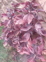 Iresine diffusa herbstii