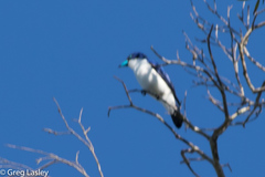 Cyanolanius madagascarinus