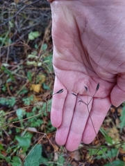 Osmorhiza depauperata