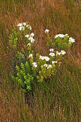 Veronica masoniae