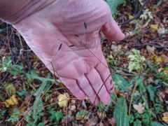 Osmorhiza depauperata