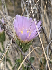 Xylorhiza wrightii