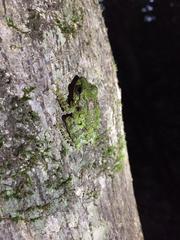 Pseudophilautus cavirostris