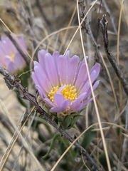 Xylorhiza wrightii