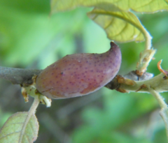 Amphibolips acuminata