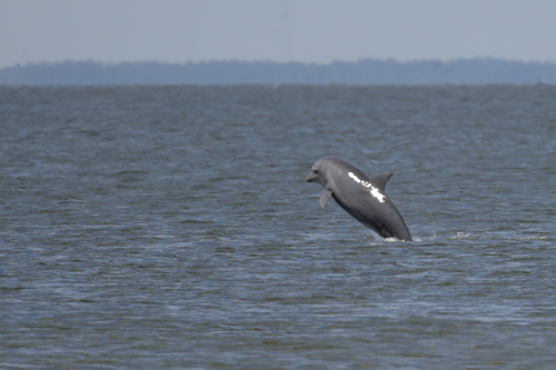 Common Bottlenose Dolphin photographed in Alabama