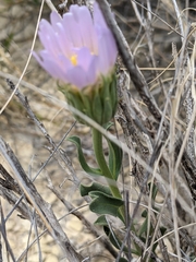 Xylorhiza wrightii