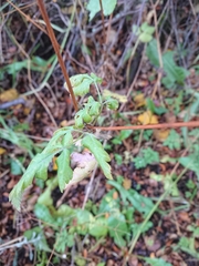 Osmorhiza depauperata