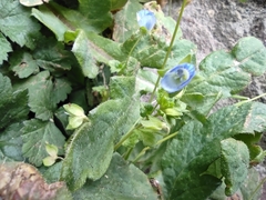 Veronica persica