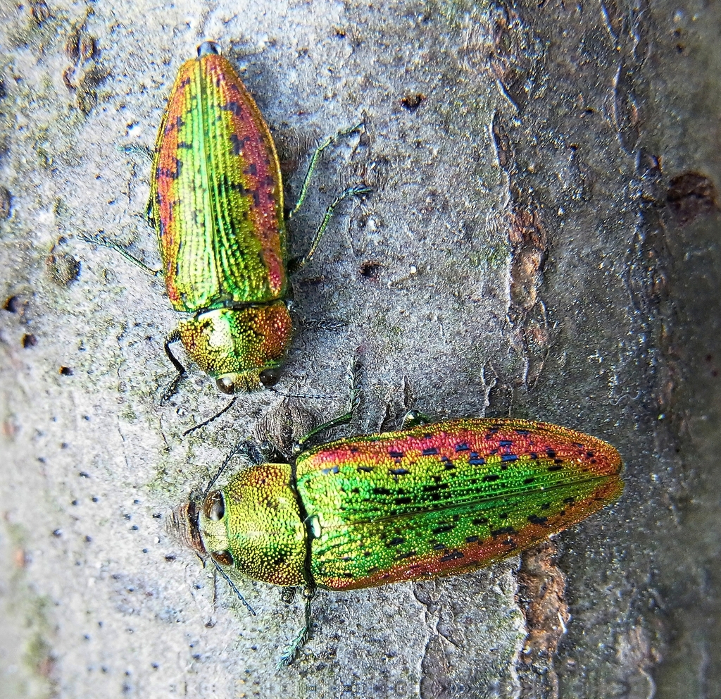 Lamprodila rutilans