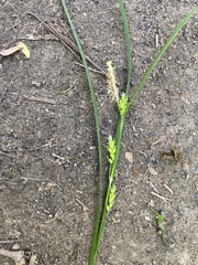 Carex grisea
