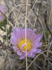 Xylorhiza wrightii