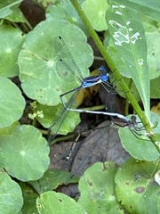Lestes tenuatus