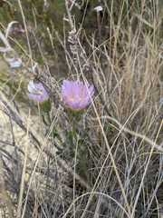 Xylorhiza wrightii