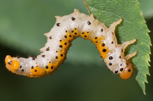 Large Rose Sawfly, photo 2 of 10