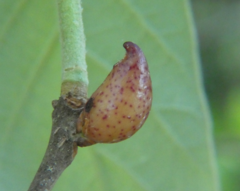 Amphibolips acuminata