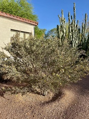 Acacia craspedocarpa
