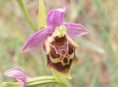 Ophrys calypsus