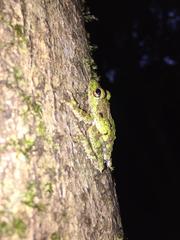 Pseudophilautus cavirostris