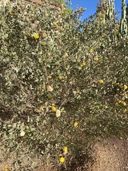 Acacia craspedocarpa