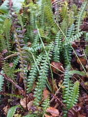 Osmorhiza depauperata