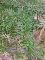 Abies balsamea image