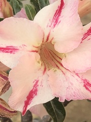 Magnoliopsida
