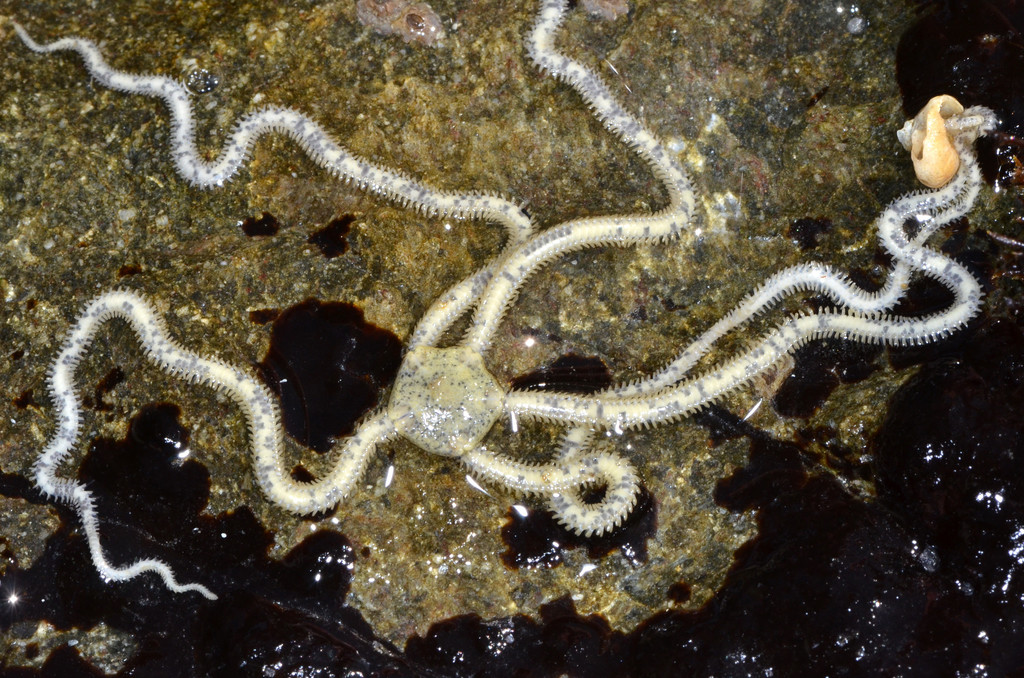Long-armed Brittle Star