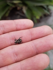 Peltophorus polymitus