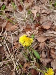 Tussilago farfara