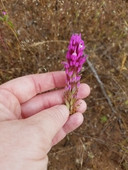 Castilleja exserta exserta