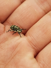 Peltophorus polymitus