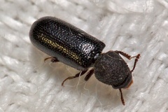 Stephanopachys linearis