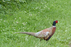 Phasianus colchicus torquatus