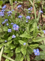 Myosotis
