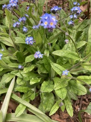 Myosotis
