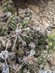 Grusonia aggeria