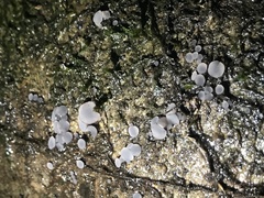 Orbiliales