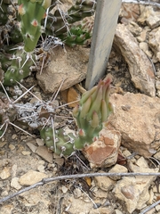 Grusonia aggeria