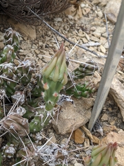 Grusonia aggeria