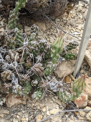 Grusonia aggeria