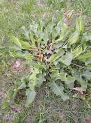 Rumex confertus
