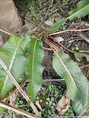 Rumex acetosa