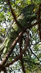 Iguana iguana