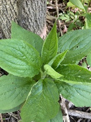 Hybanthus concolor