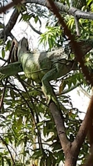 Iguana iguana