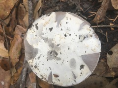 Amanita protecta